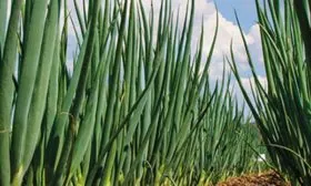 Внешние-данные