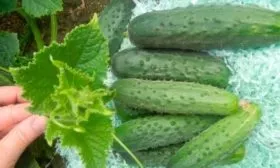 Внешние показатели растения и зеленцов