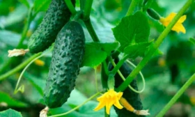 Внешние показатели растения и зеленцов