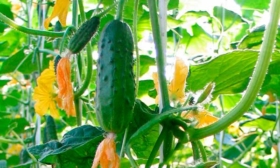 Внешние показатели растения и зеленцов1