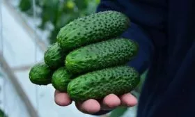 Выращивание-и-уход