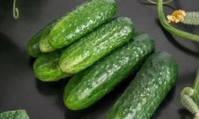 Выращивание-и-уход