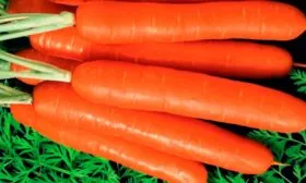 Выращивание-и-уход