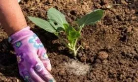 Выращивание и уход