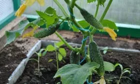 Выращивание-и-уход1