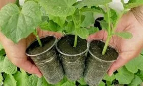 Выращивание рассады