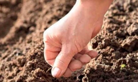 Высадка семян