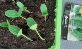 Высадка-семян