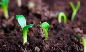 Высадка семян в грунт