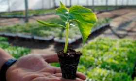 Высаживание рассады