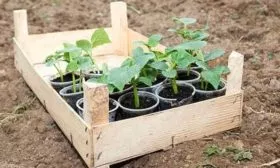 Высаживание рассады