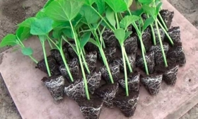 Высаживание рассады