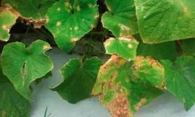 Заболевания и паразиты