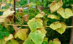 Заболевания и паразиты