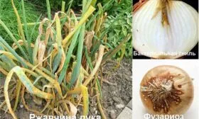 Защита-от-вредителей-и-болезней