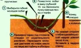 жимолость размножение отводками