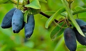 жимолость югана