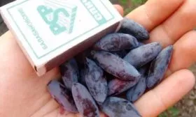 Вкусовые качества