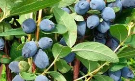 Урожайность