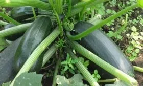 Характеристики