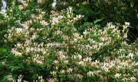 foto-rasteniya-zhimolost-shapochnaya-kusta