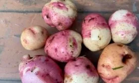 Созревание и урожайность