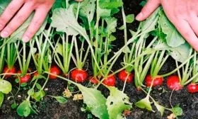 созревание редиса