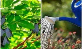 Тонкости ухода