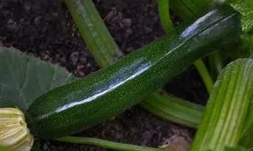 Урожайность