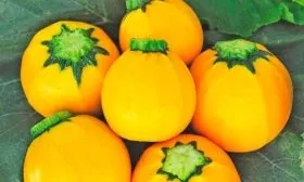 Сорт апельсинка