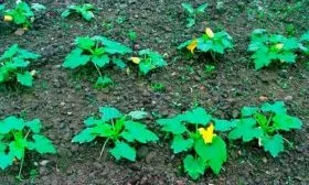 Выращивание