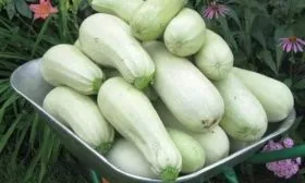 Урожай кабачка