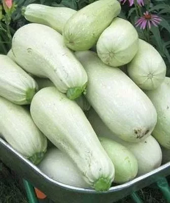 Урожай кабачка