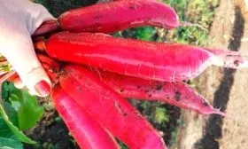 Описание сорта