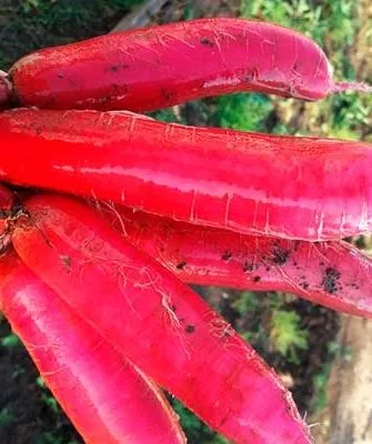 Красный великан