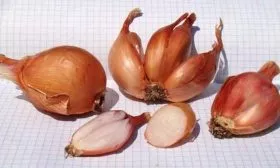 Сорокозубка