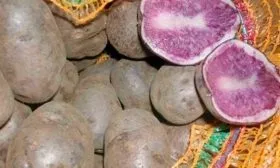 Характеристика картошки