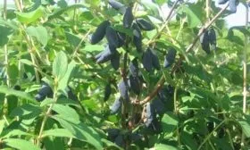 Описание сорта