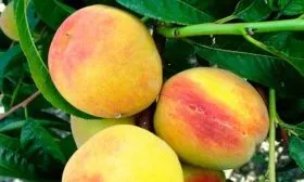 Урожайность