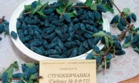 Сбор урожая