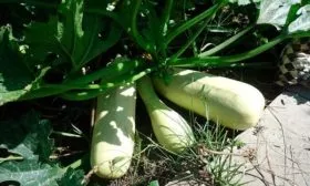 История сорта