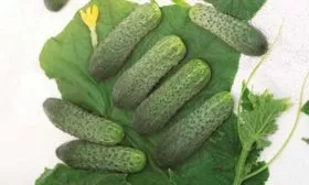 Особенности кустов, плодов, вкуса