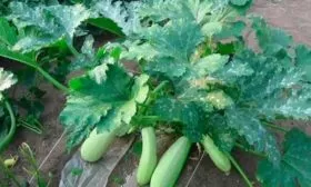 Сангрум куст