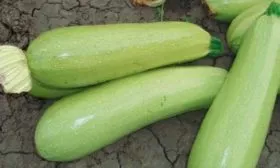 Созревание