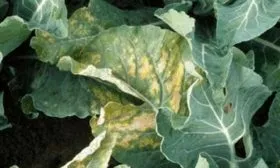 Болезни и вредители