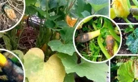 Болезни и вредители