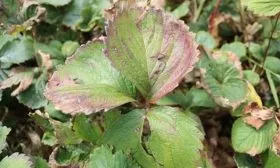 Болезни и вредители