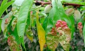 Болезни и вредители