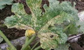 Болезни и вредители