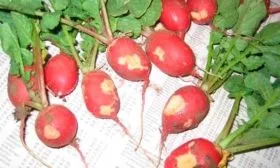 Болезни и вредители